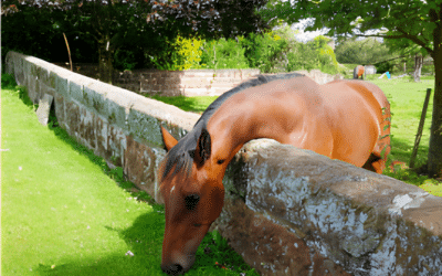 The Grass is Not Always Greener on the Other Side